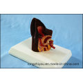 Desk Type Model Dog Ear Model Canine Organs Model